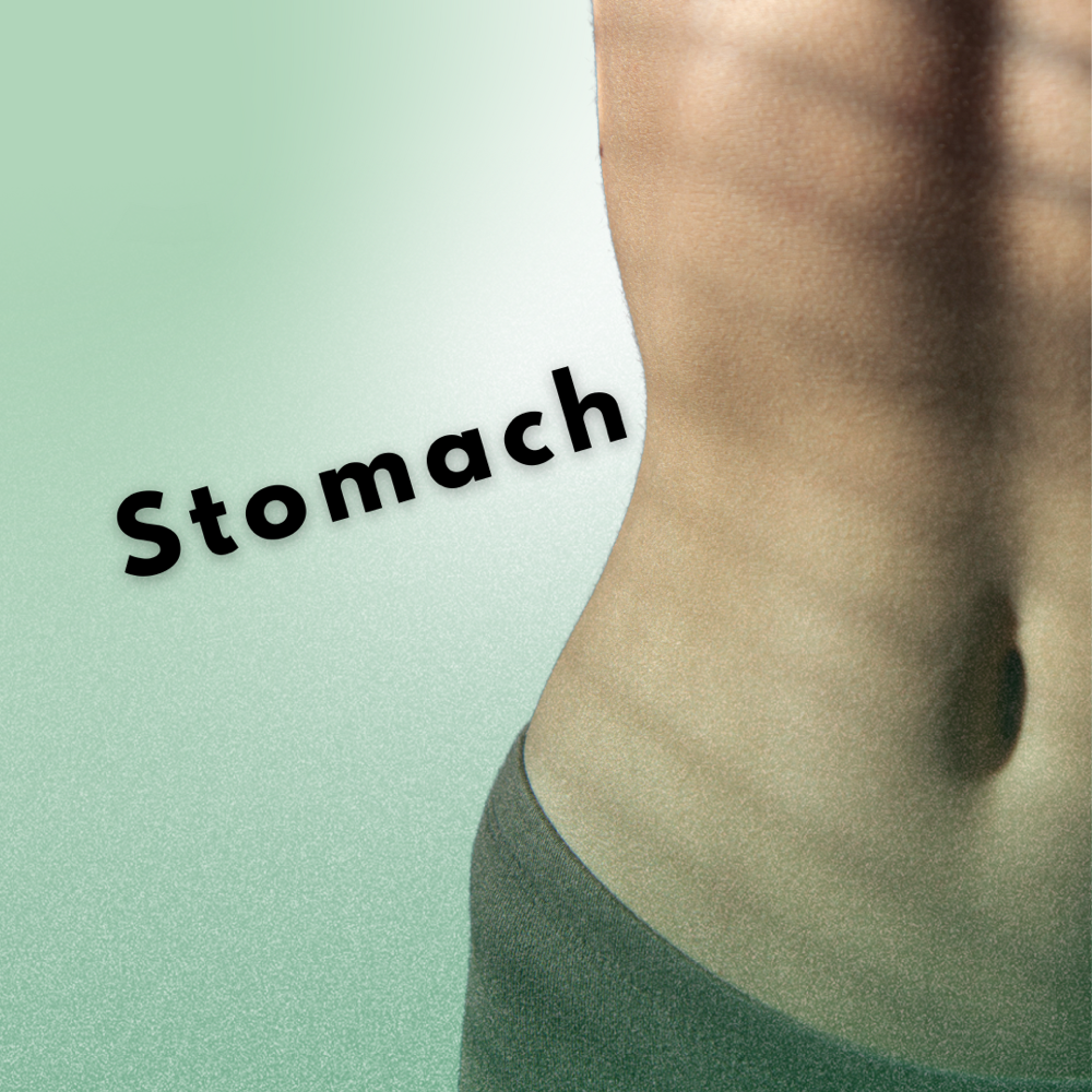 Stomach