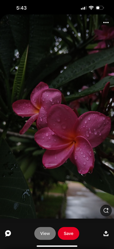 Brazilian Full 6+Weeks