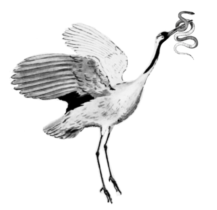 Crane & Snake