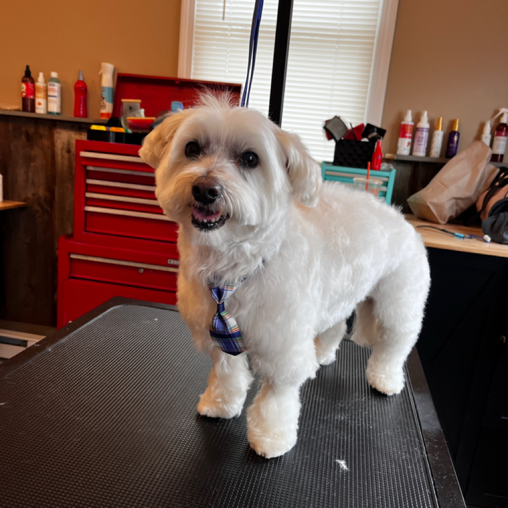 Tidy Up at Benny and Moes in Granby, CT