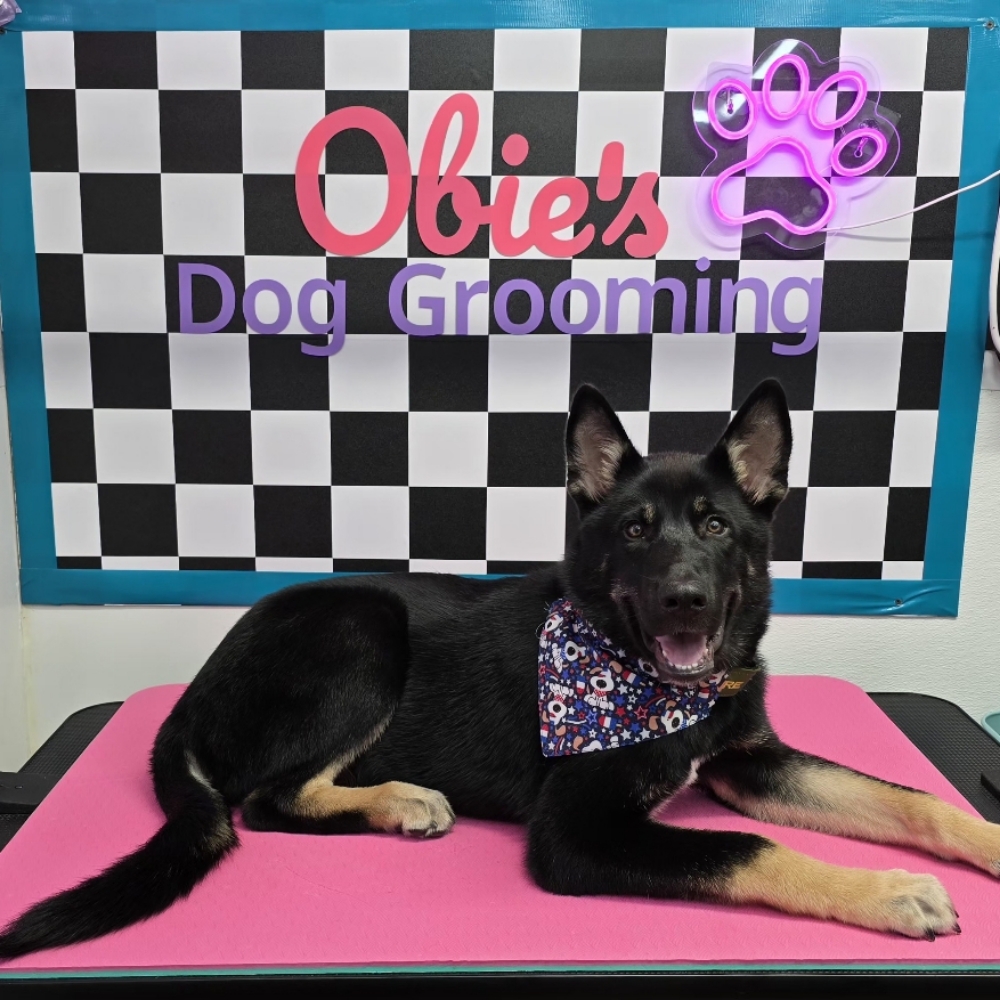 Bath & Brush (21–80 lbs) at Obie's Dog Grooming in Monahans, TX