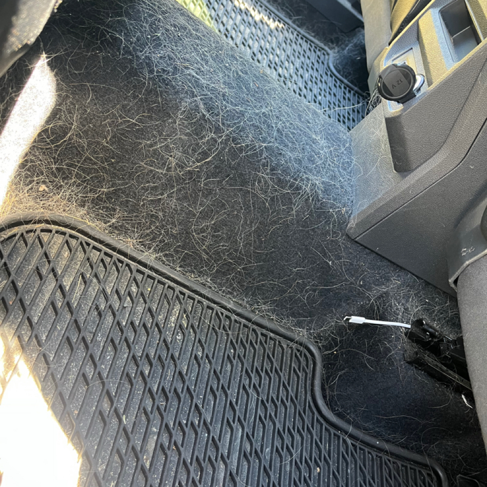 The Basics - Car (w/ Animal Hair) at Glover Express Detailing in Lewiston/Auburn, ME