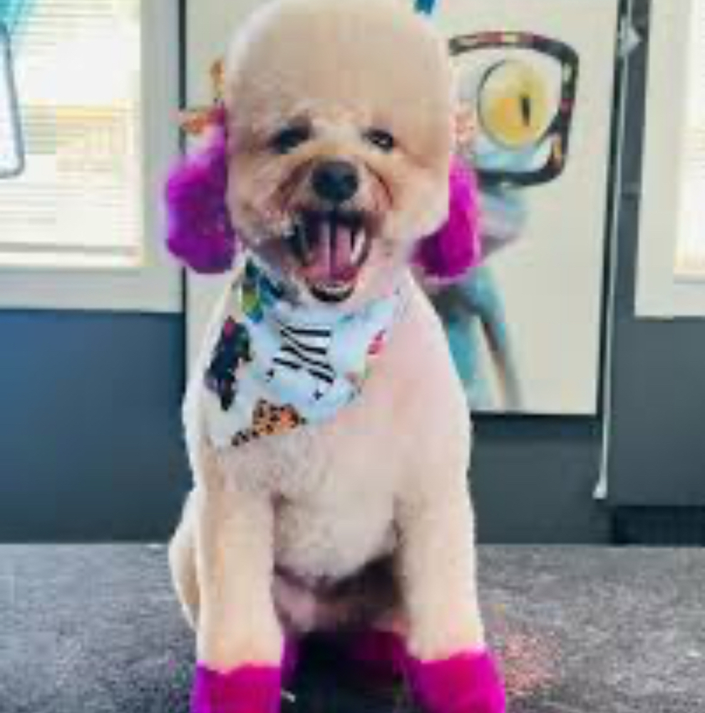 Dye (Ears, Tail, Paws)