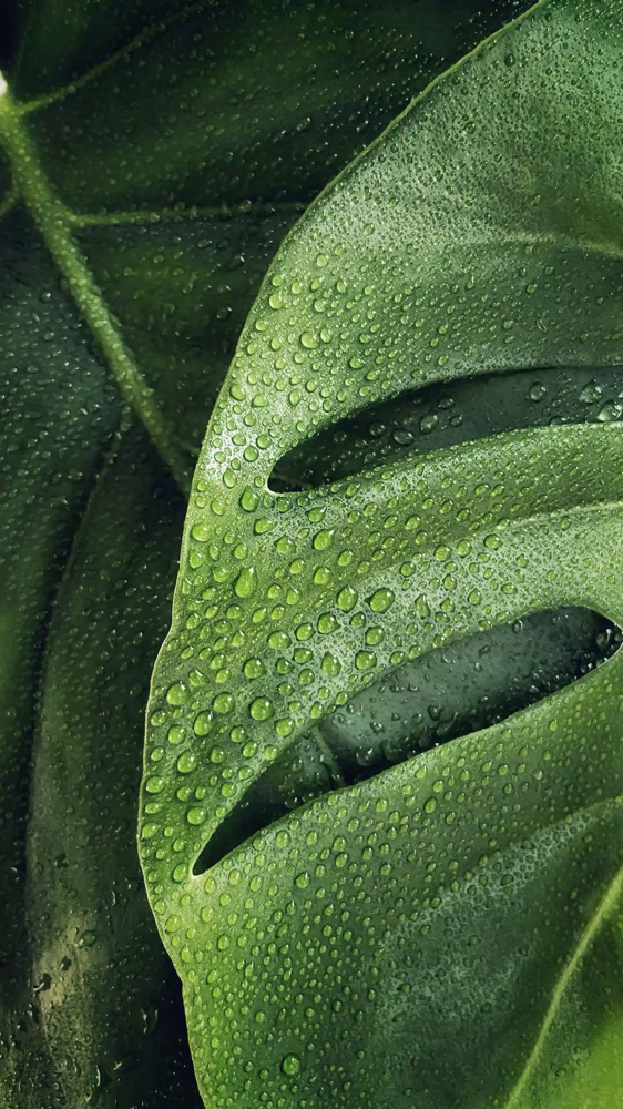 Rainforest Dew Signature Facial