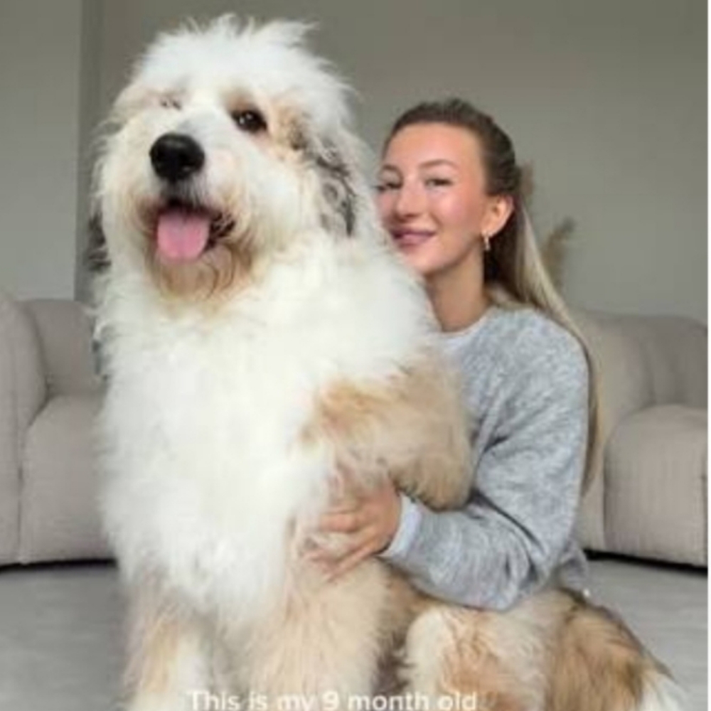 X-Large -Curly, Poodle, Doodle at Tail Waggers Grooming LLC in Fort Worth, TX
