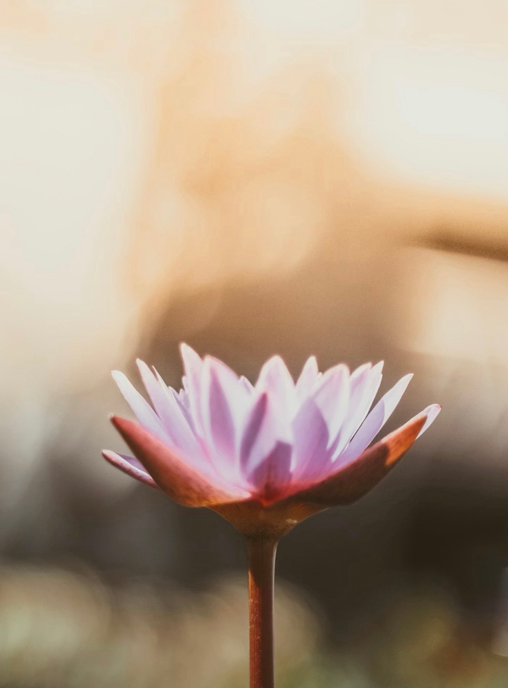 Quantum Healing Hypnosis Therapy