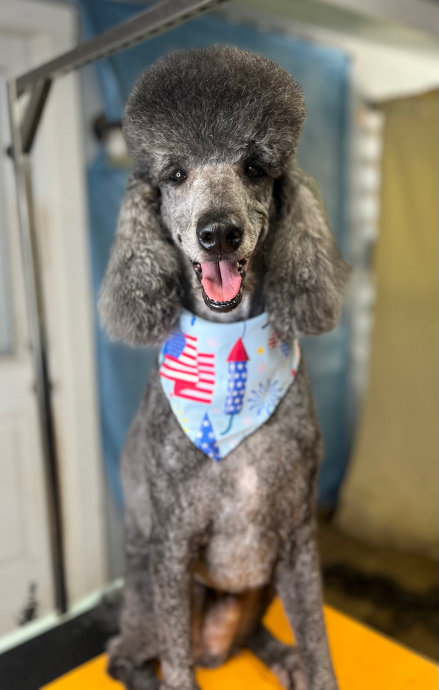 Haircut (50-75lbs)