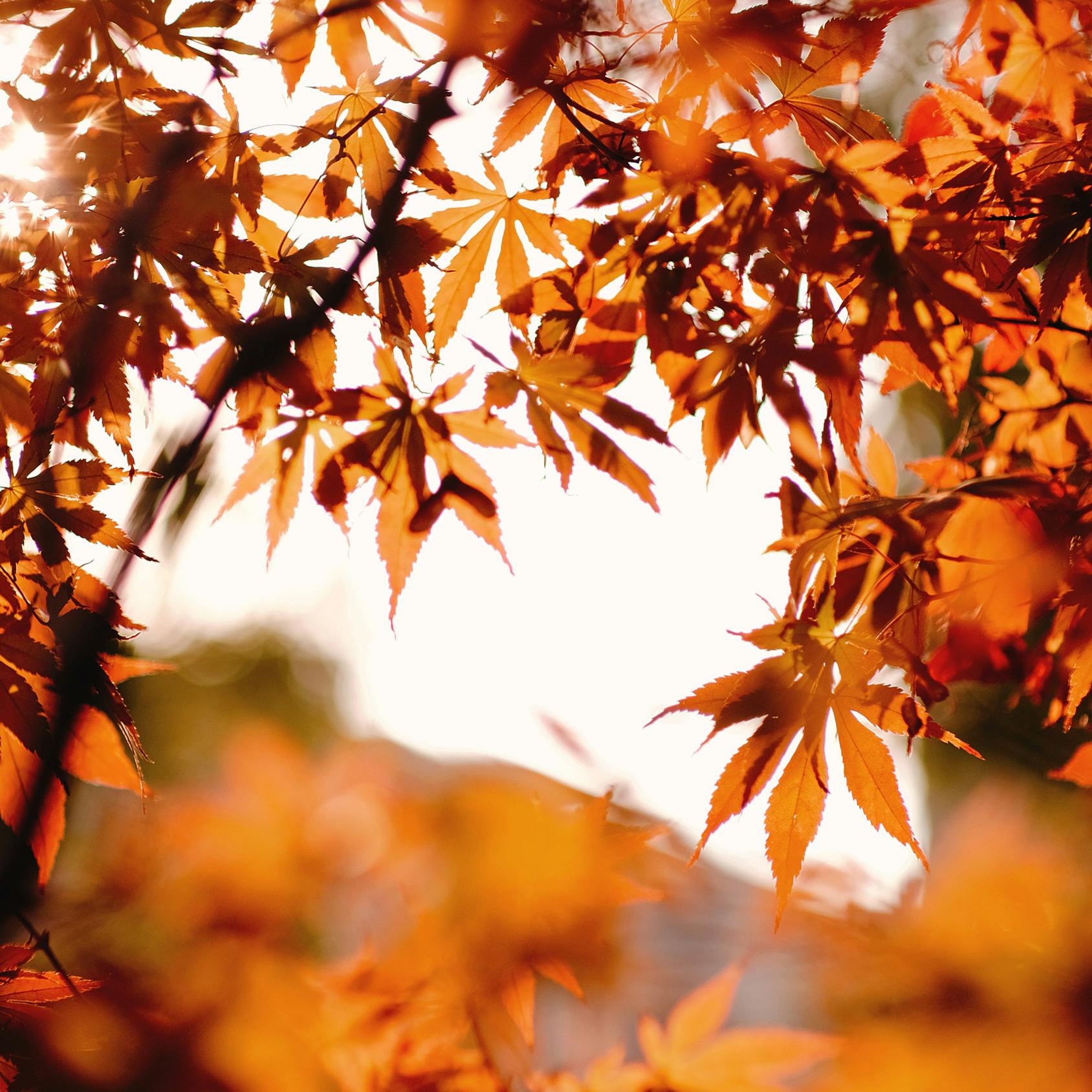 November/Wax Combo $15: Lip & Chin