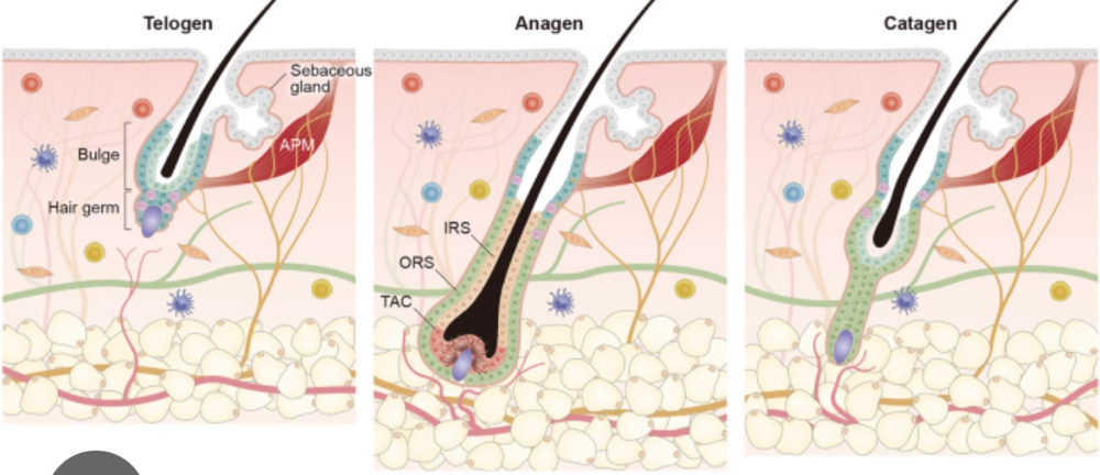 Stem Cell Therapy