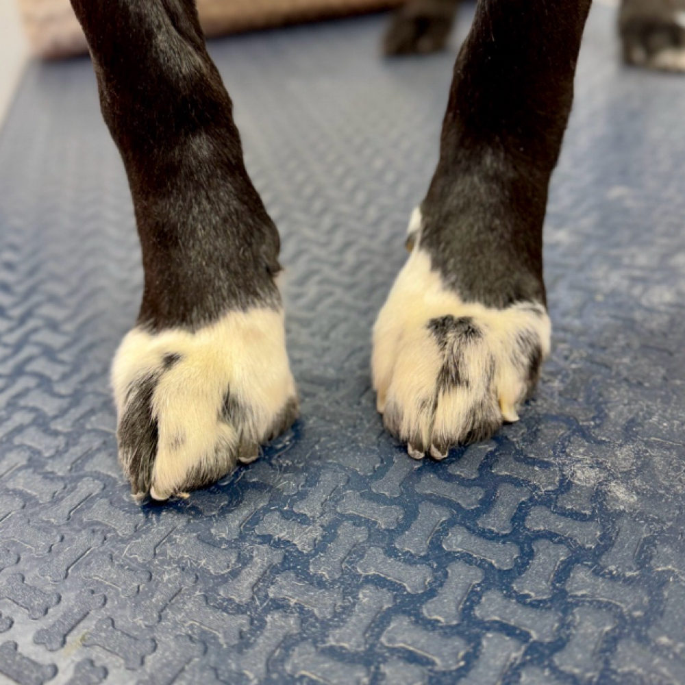 Sibling Add-On Pawdicure at Pawz On Point Mobile Dog Grooming in Washington, NJ