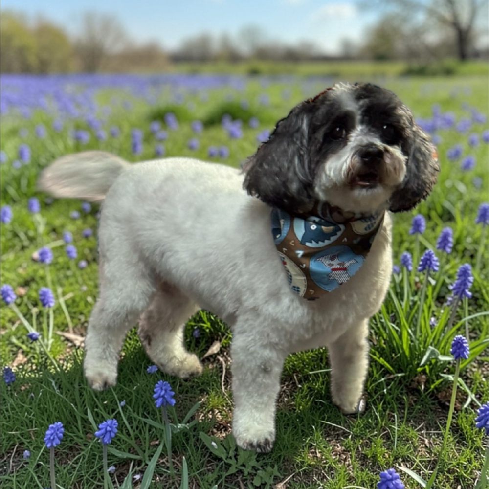 Medium Dog Grooming Package at The Paw Spa in Wallins Creek, KY