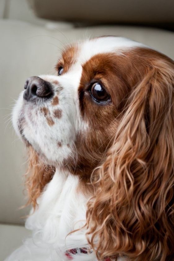 Cavalier King Charles -Bath & Fluff