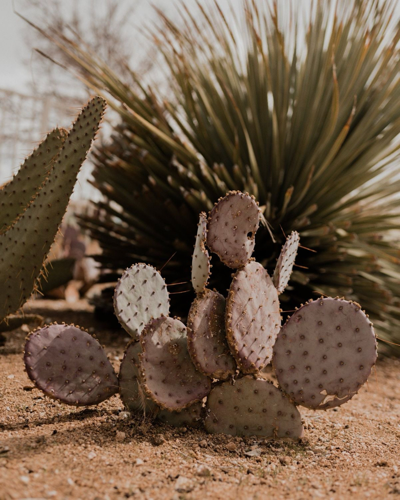 Toner at Desert Rose Salon in Rexburg, ID