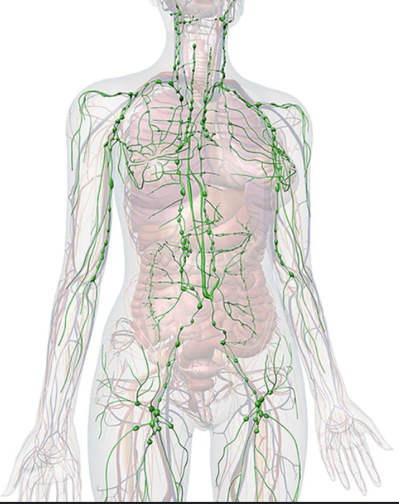 Lymphatic Drainage