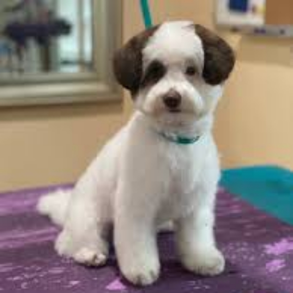 Puppy Grooming Service at Glamour Grooming And Boarding in Memphis, TN