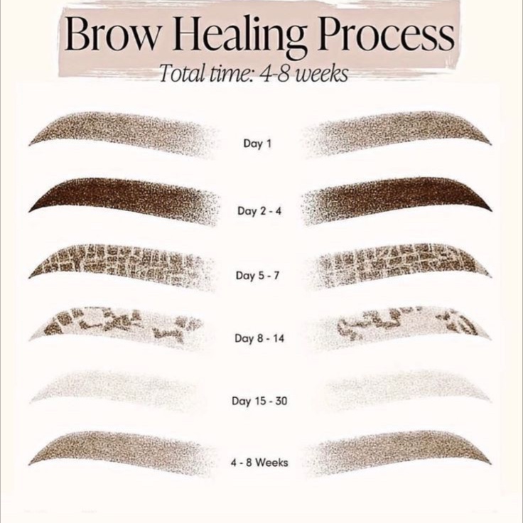 8-12 WEEK TOUCH UP at Ms. Brows in Westminster, MD