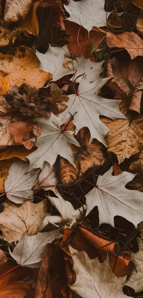 Fall Reset Peel & Glow 🍂