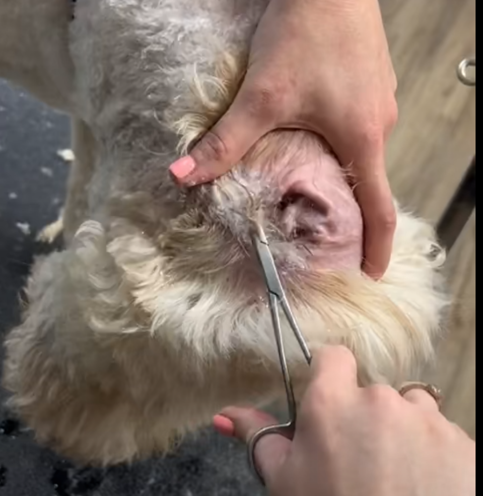 Ear Plucking