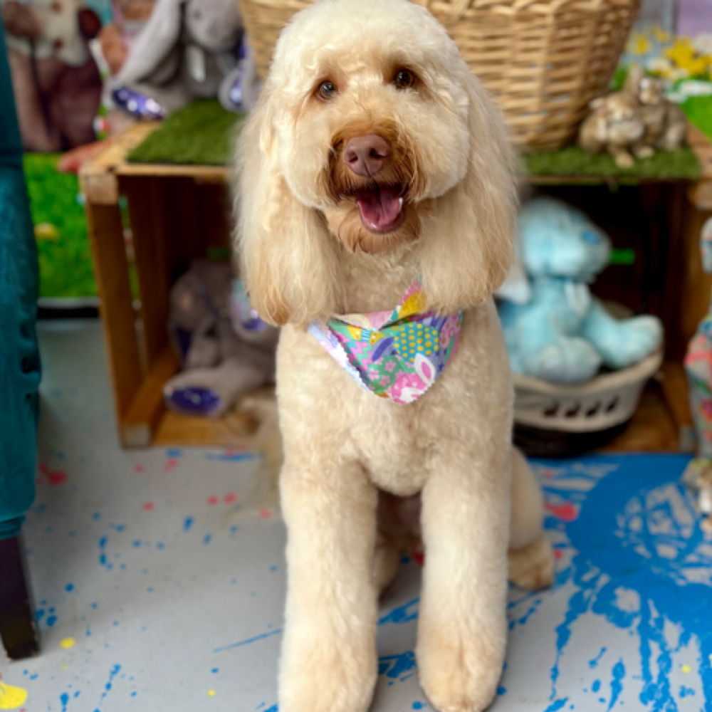 Full Makeover MD (20-40 LB) at Space City Grooming in Houston, TX