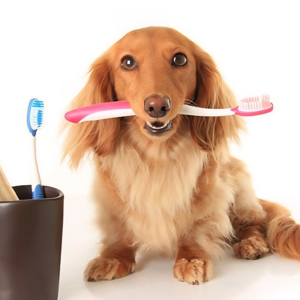 Teeth Brushing at Tail Waggers Grooming LLC in Fort Worth, TX