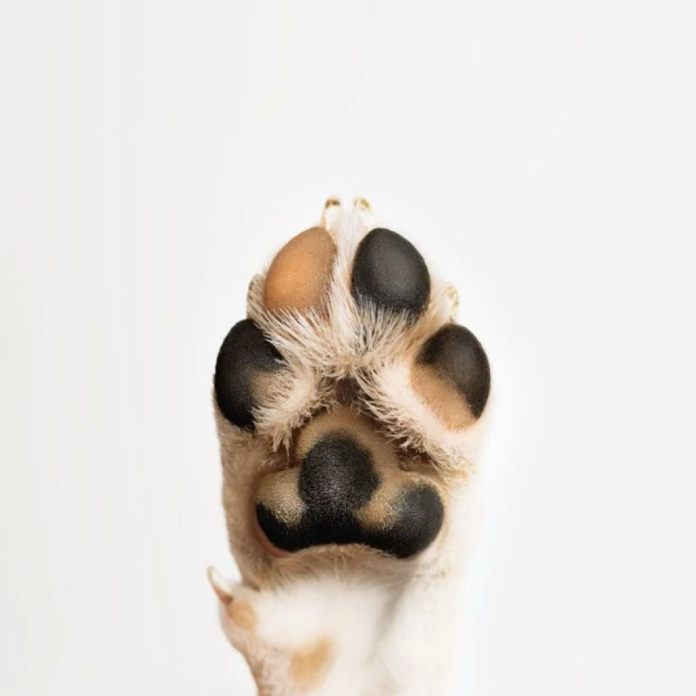 Nail File/grind at The Shiny Puppy LLC in Royse City, TX