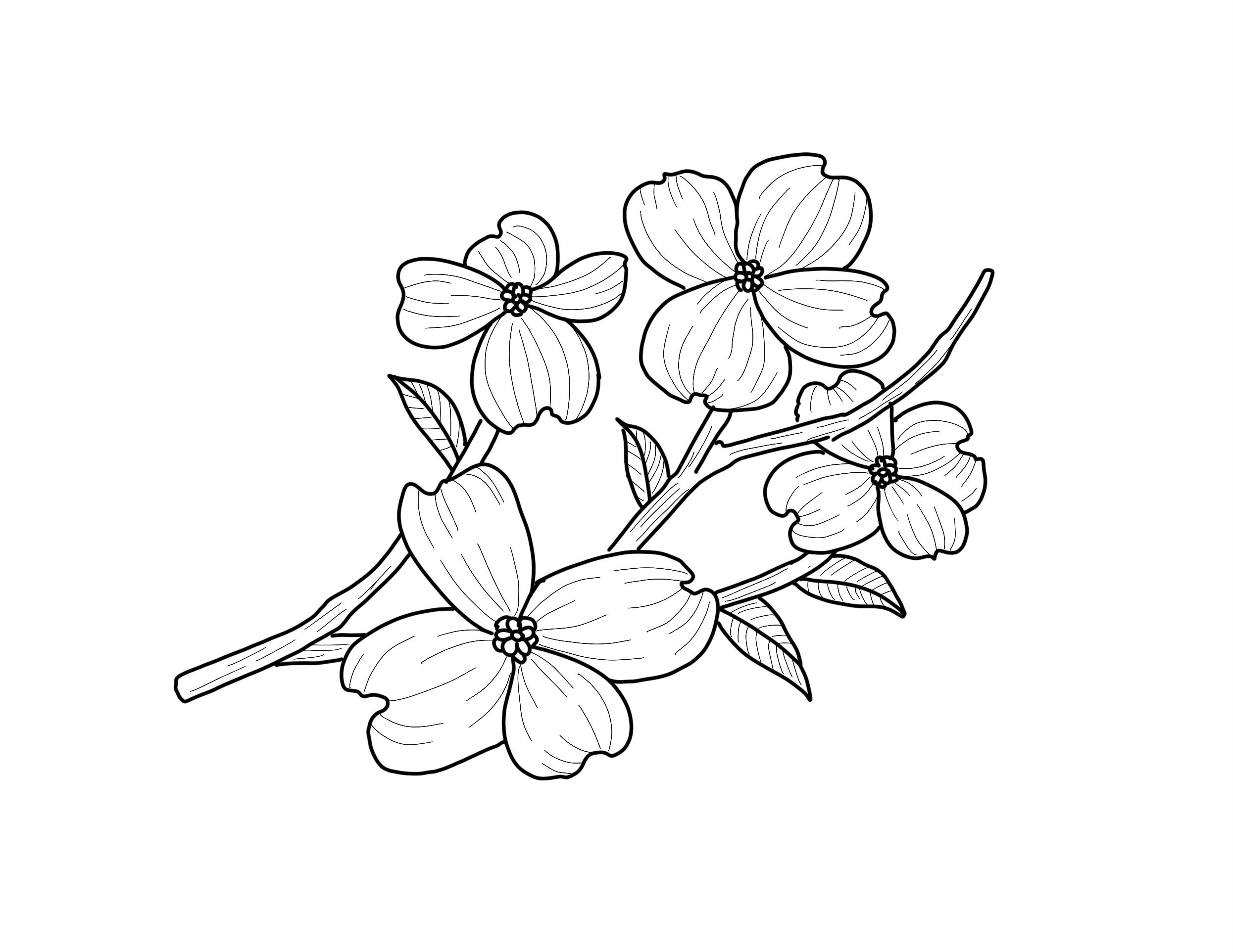 Predrawn dogwood flash