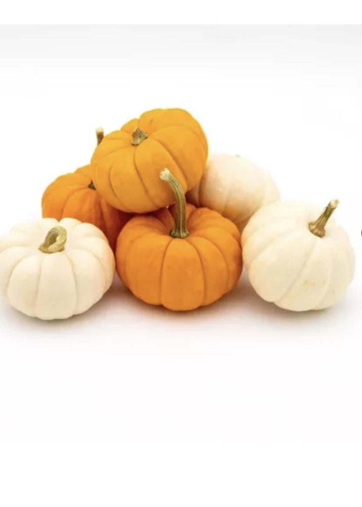 Pumpkin ENZYME FALL SPECIAL