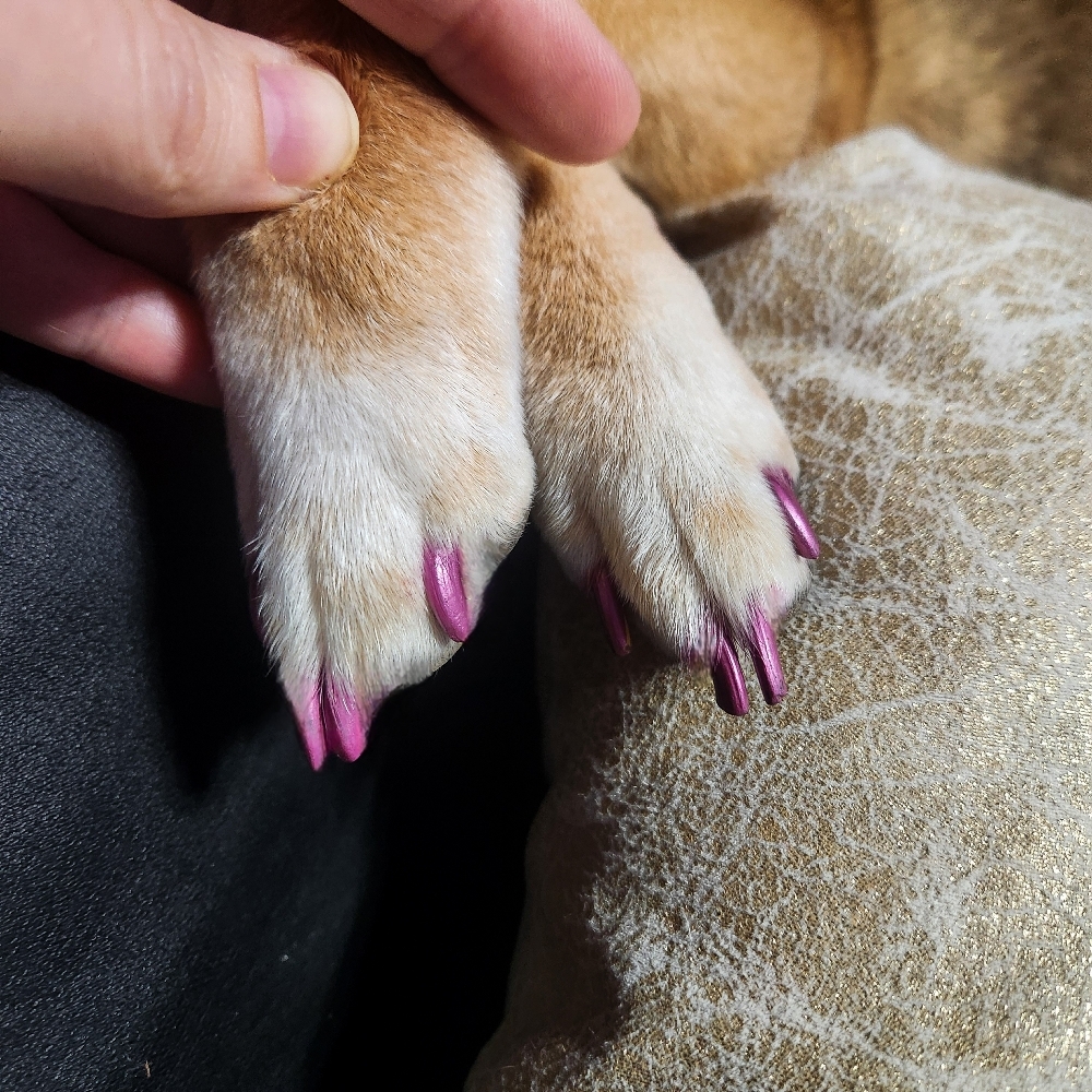 Pup Polish at The Dog Mom Pet Services in Lusby, MD