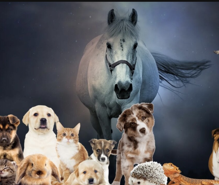 Animal Reiki & Telepathy at Earth🌿Haven (mountain daylight time) in St. George, UT