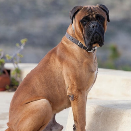 Bull Mastiff BBN at The Groom Room in Hope Mills, NC