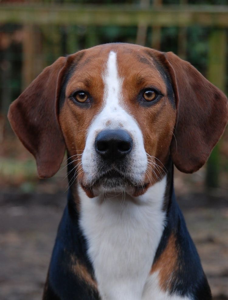 American Foxhound - Bath & Fluff