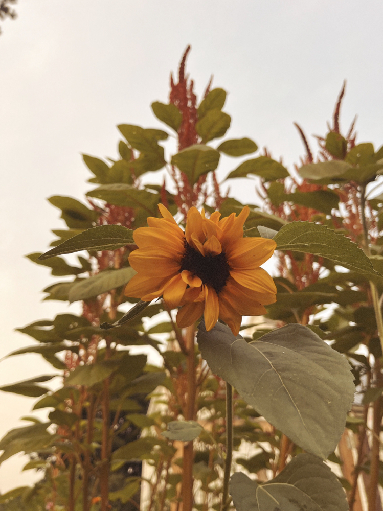 Single Process Color at Jordan Eliza in Benton, ME