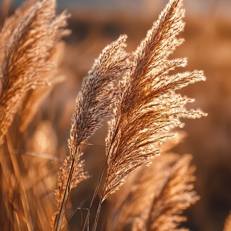 Men's Cut (Established Client) at Elysian Suite 116 @ The Encore Suites in Goodyear, AZ