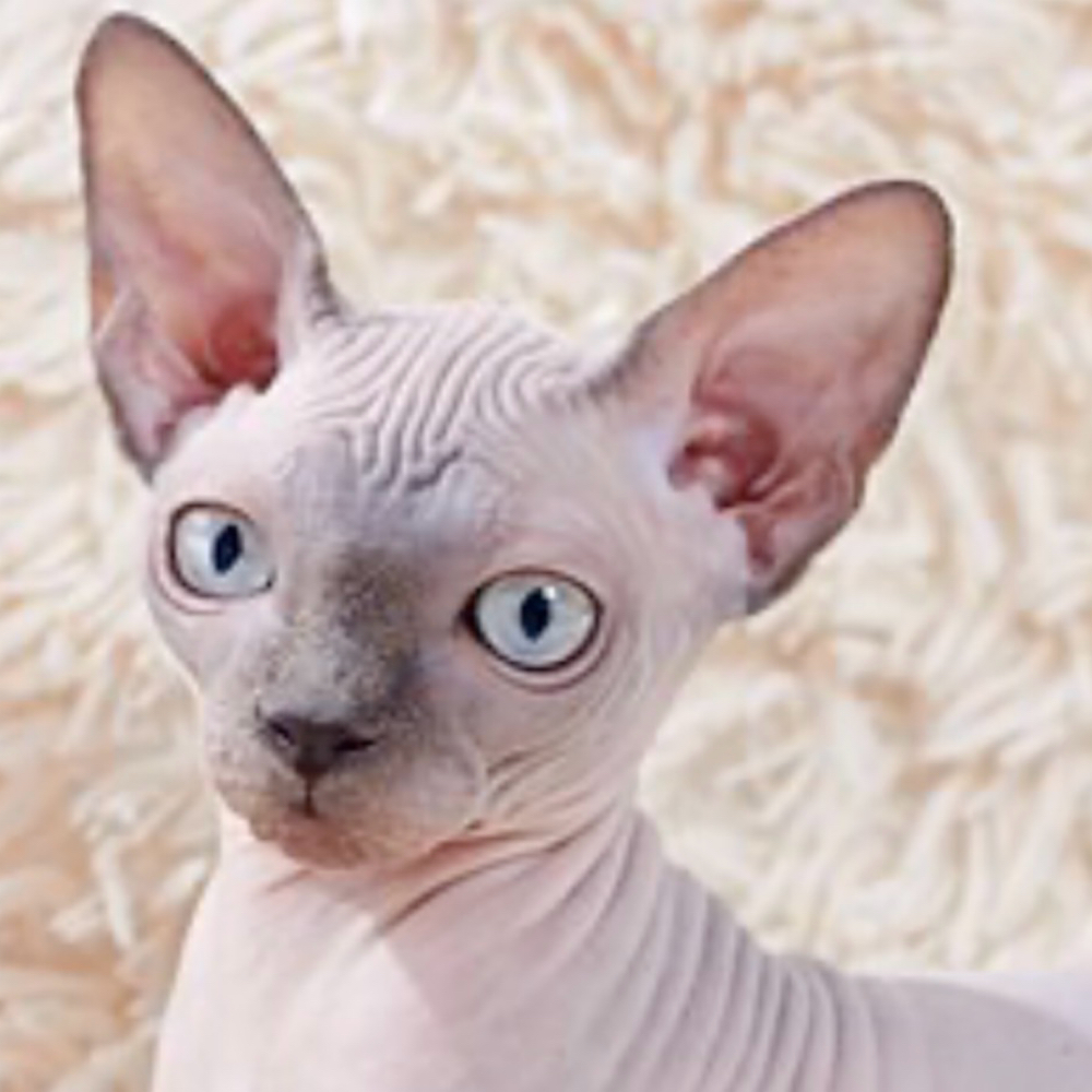 MARGE at Cooch in 90046