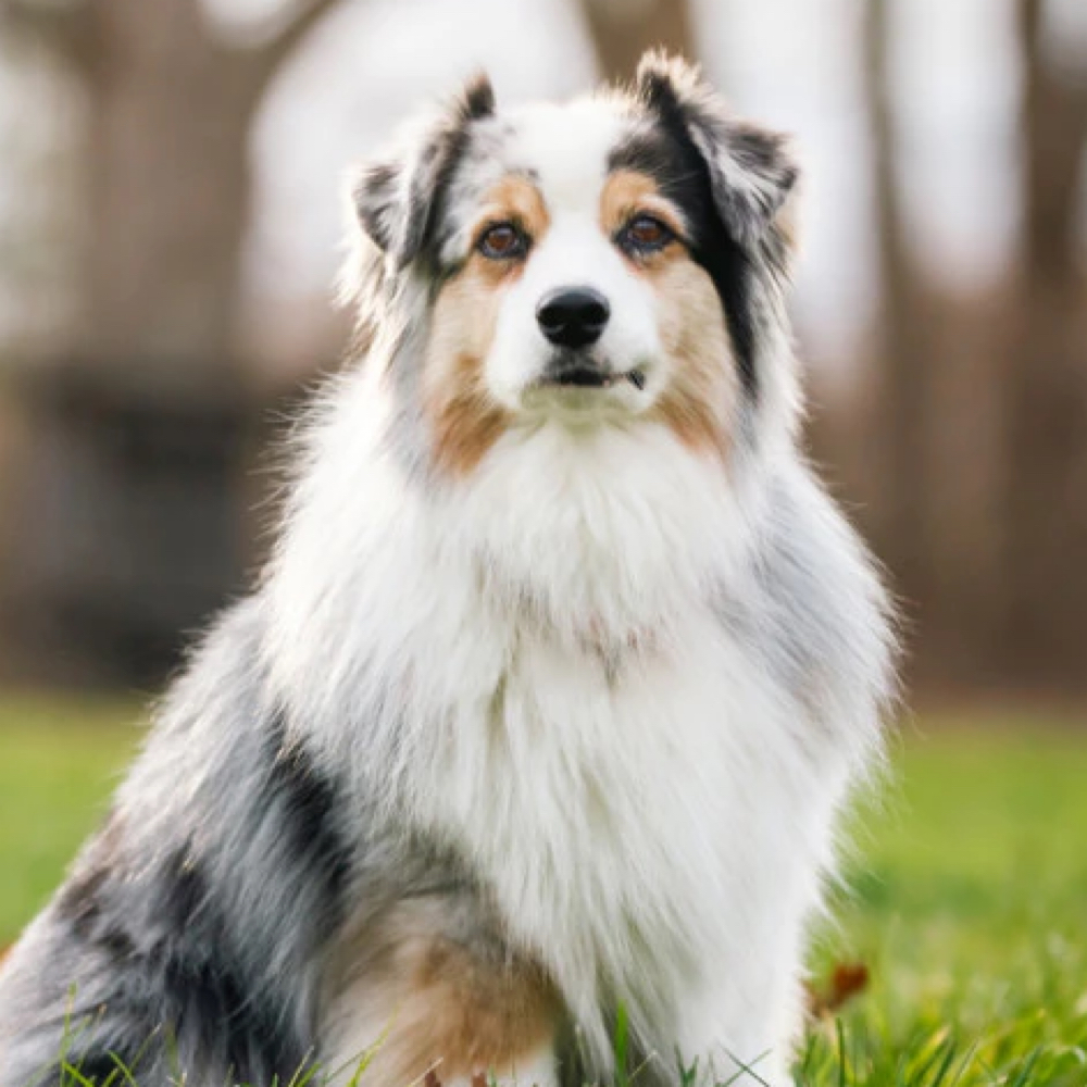 Full Groom| Second Med Dog at Paw Spa by Allison in Mt. Carroll, IL
