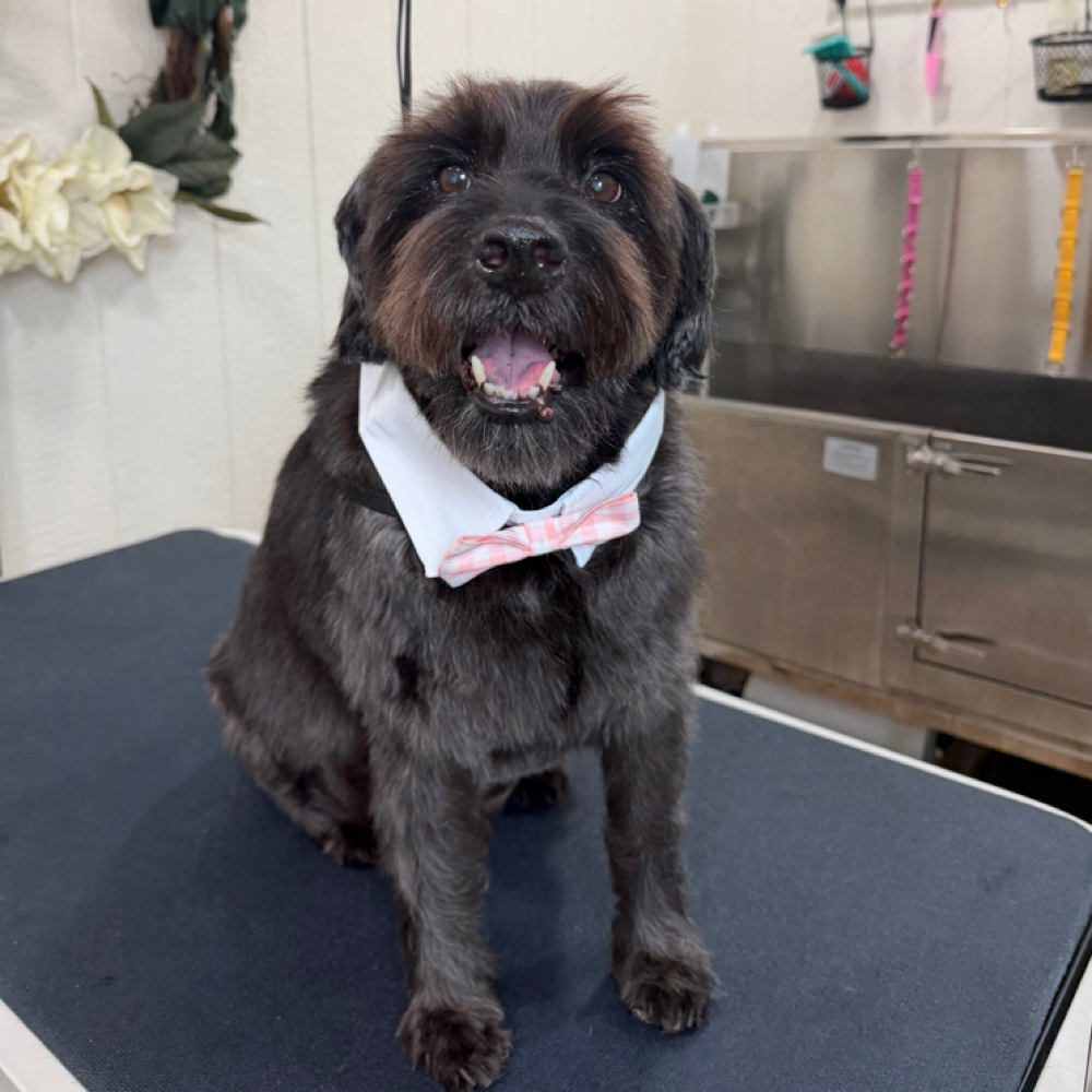 Medium 21-50lbs Full Groom at Wagnolia Grooming Studio in Weslaco, TX