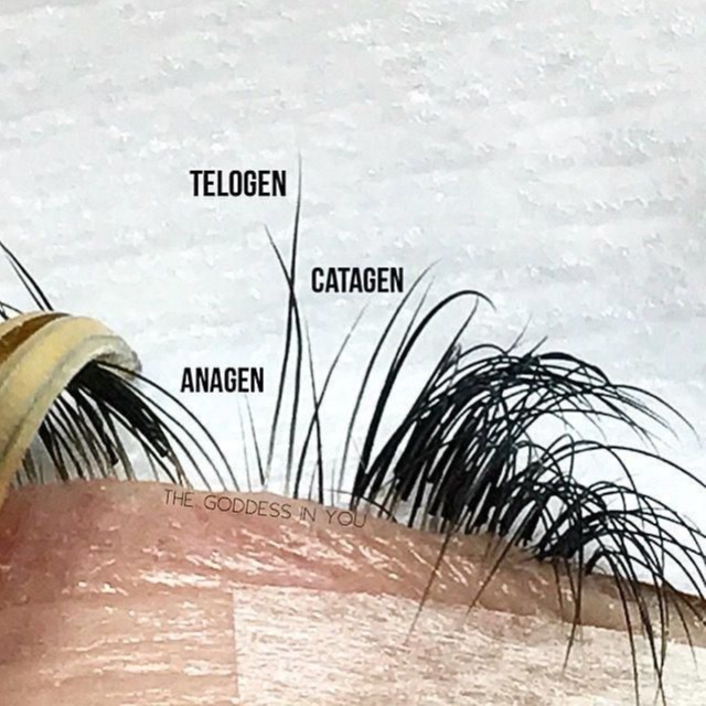 Mini Lash Touch-Up (within 7 Days) at Ming’s Lashes and Spa in Des Moines, IA