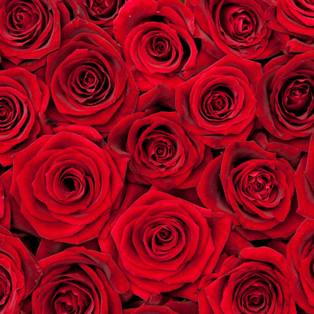 Chocolate And Roses Facial FEB ONLY at ExpLOR Beauty in Sheboygan, WI