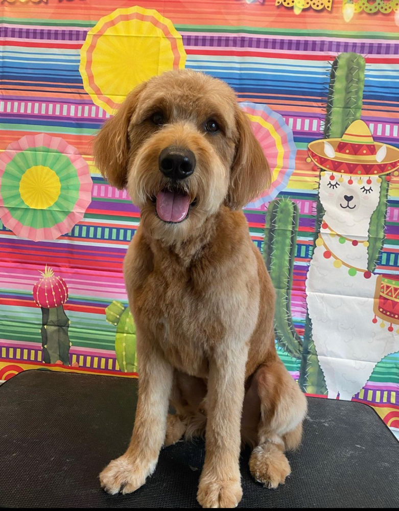 Large Full Groom ✂️