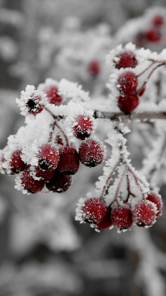 Arctic Cranberry Facial at Ivey Studio Suites in Vincennes, IN