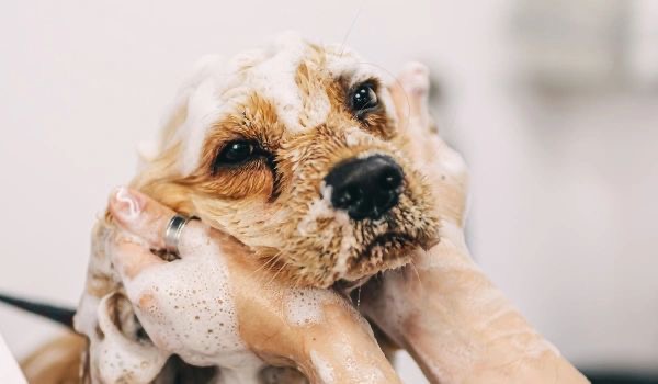 Bath Only at Shaggy Pups Grooming in Trafalgar, IN
