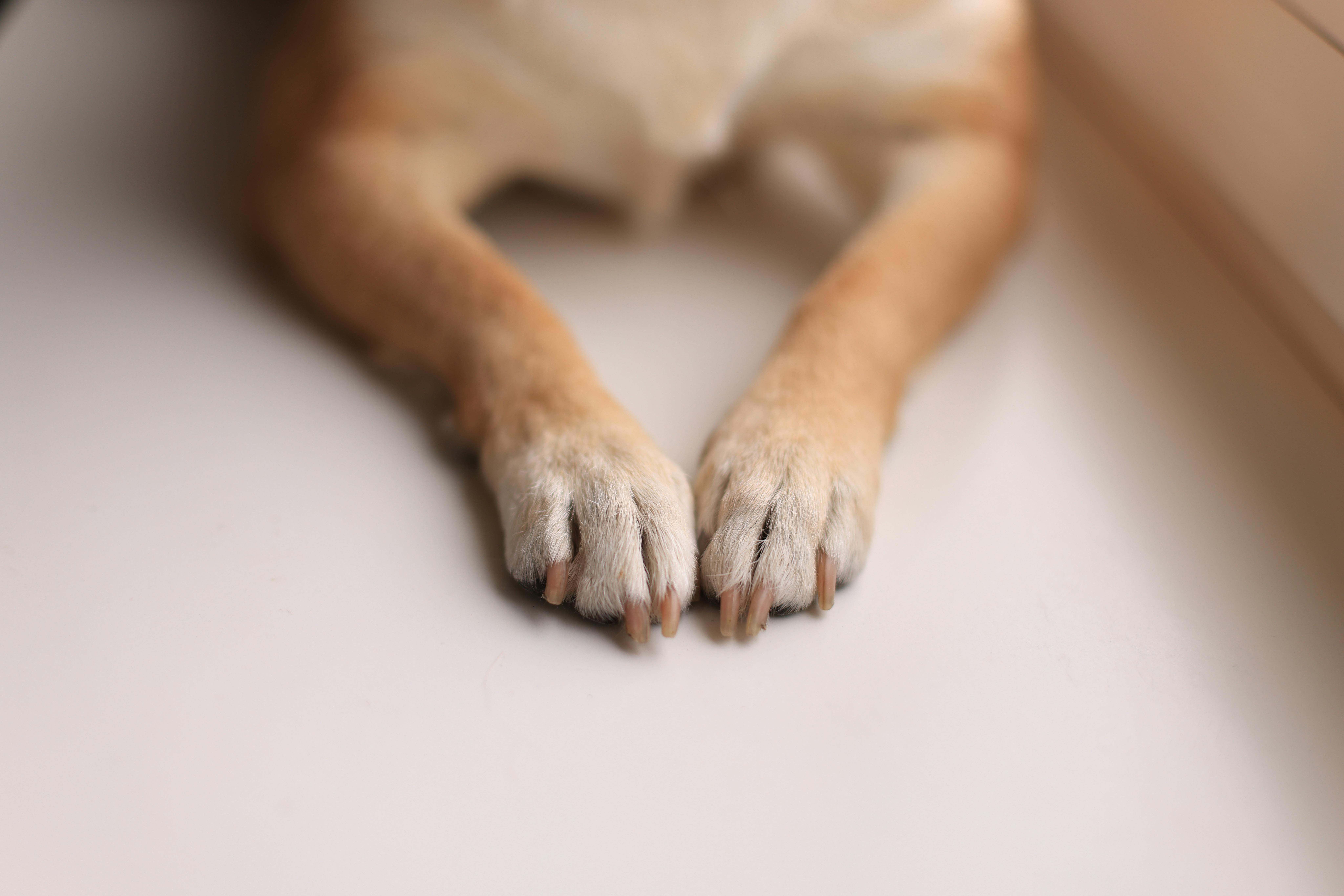 Nail trimming