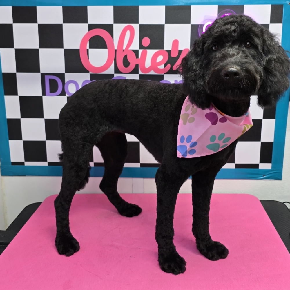 Full Groom (21–80 lbs) at Obie's Dog Grooming in Monahans, TX