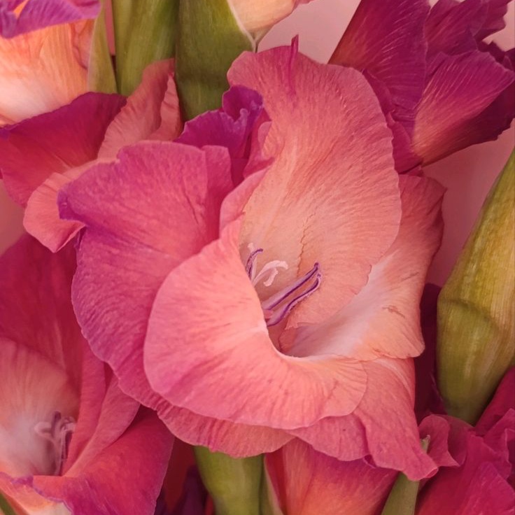 Custom Bodywork- 60 Minute at Florezco Bodywork in phoenix, AZ