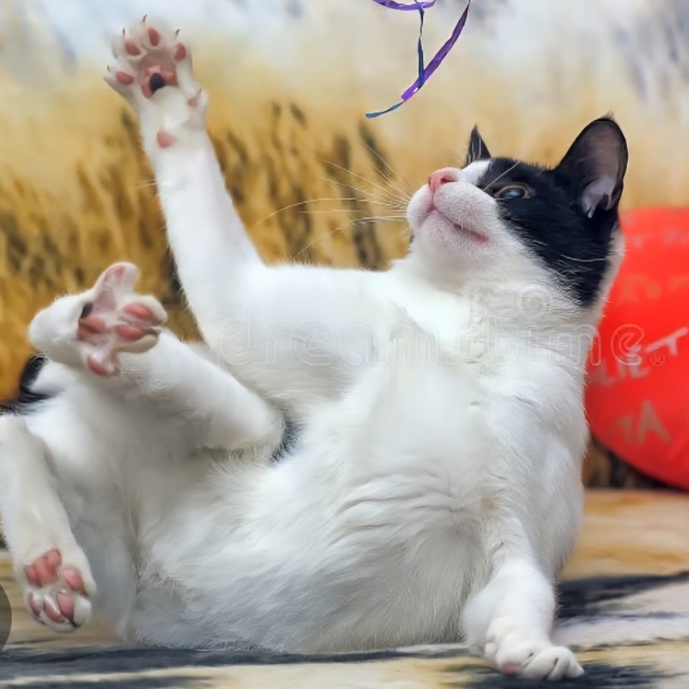 Claws (All Paws) at Tail Waggers Grooming LLC in Fort Worth, TX