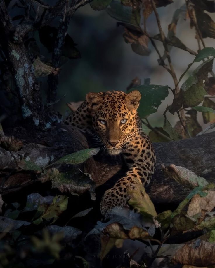 Botanical Blade Dermaplaning