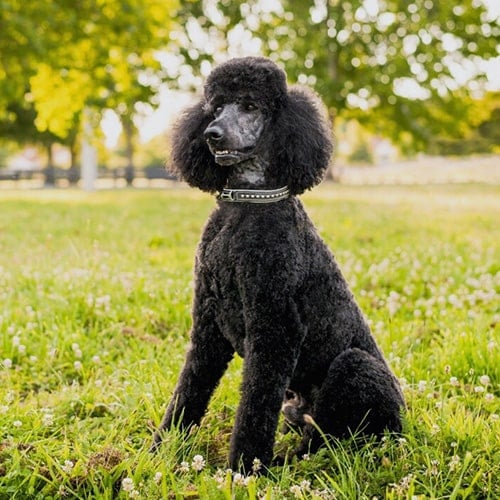 Large Dog Hair Cut