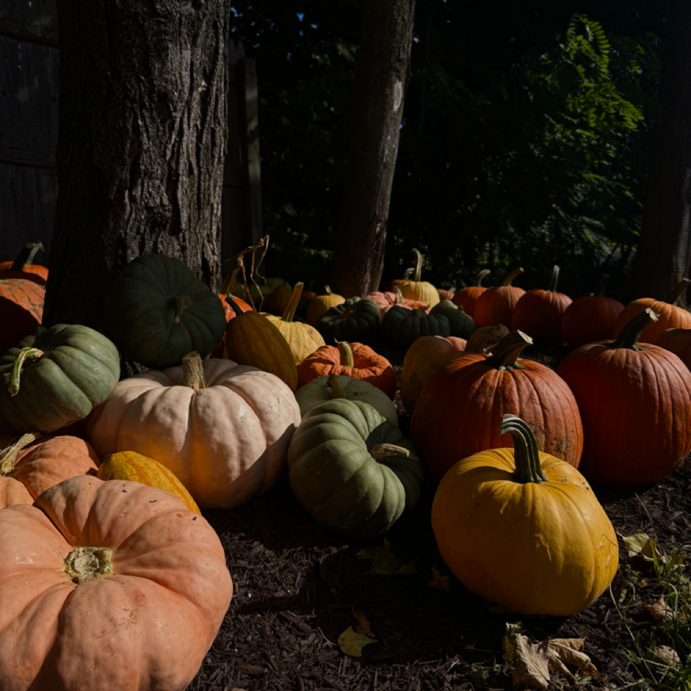Autumn Glow Facial at Fresh Face Studio LLC in Canton, CT