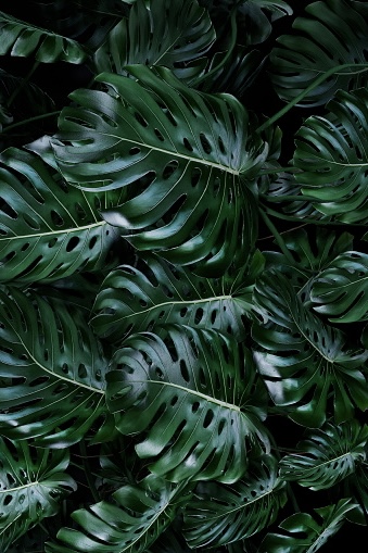 First Time Brazilian Wax