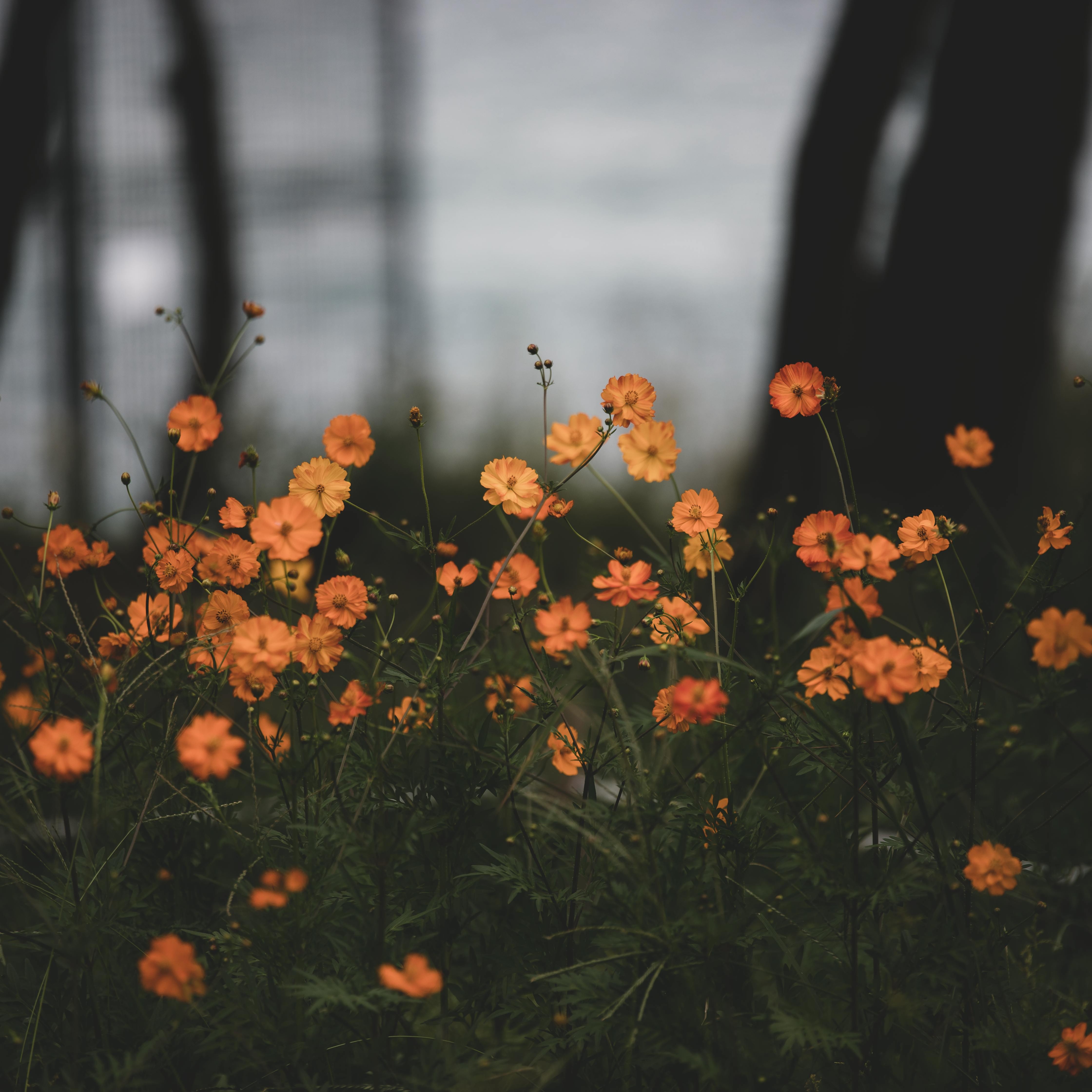 Microdermabrasion + LED Facial